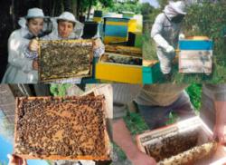 Уход за пчёлами