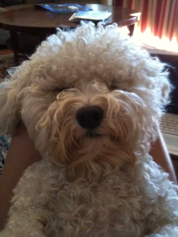 Кисмет-пёсик Дэнни